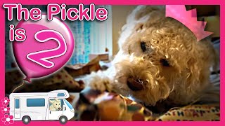 Pickle The Cartoon Dog Celebrates Her 2nd Birthday!