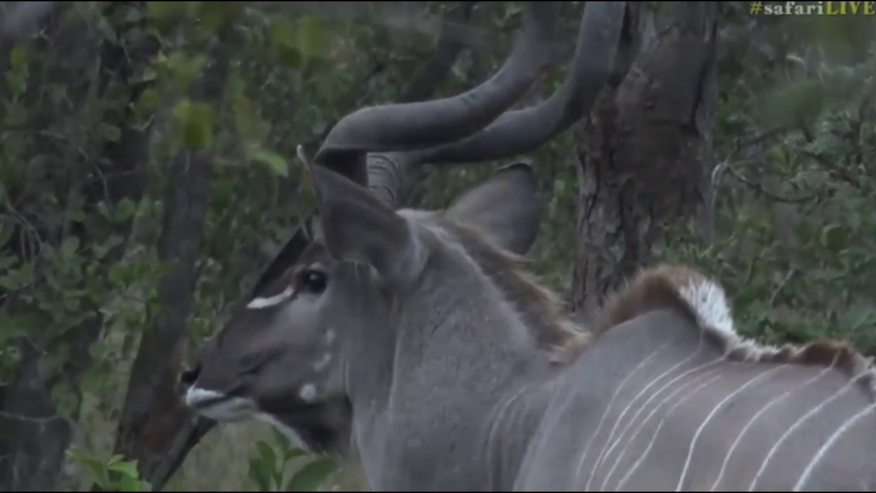 sindile faku May 03, 2017- Sunrise- Large Male Kudo looking the picture of health