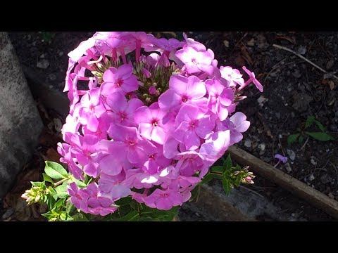 Video: Informazioni sul flox strisciante - Come piantare e curare le piante flox striscianti