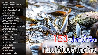 153 ปลาน้ำจืด ที่พบได้ในประเทศไทย (ฉบับมัดรวม)