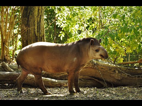 Vidéo: Capybaras: rongeurs géants d'Amérique du Sud et animaux exotiques