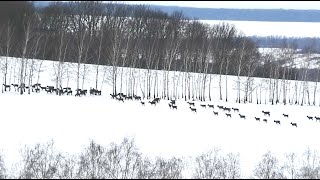 Олени караваном переходят заснеженное поле и скрываются в лесу || Large herd of red deer