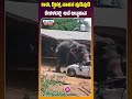 ಕಾರು, ದ್ವಿಚಕ್ರ ವಾಹನ ಪುಡಿಪುಡಿ : ಕೇರಳದಲ್ಲಿ  ಆನೆ ಅಟ್ಟಹಾಸ  | Elephant Attack | Kerala