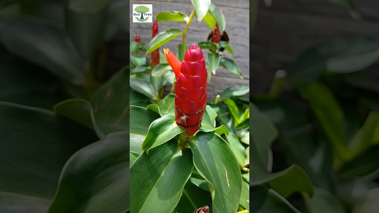 How to grow tips of Red Button Ginger | Stay tuned full video coming soon
