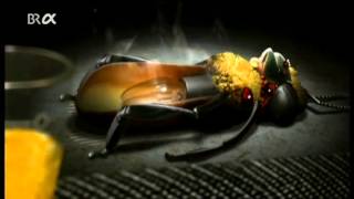 MENOMENA - Evil Bee-2007