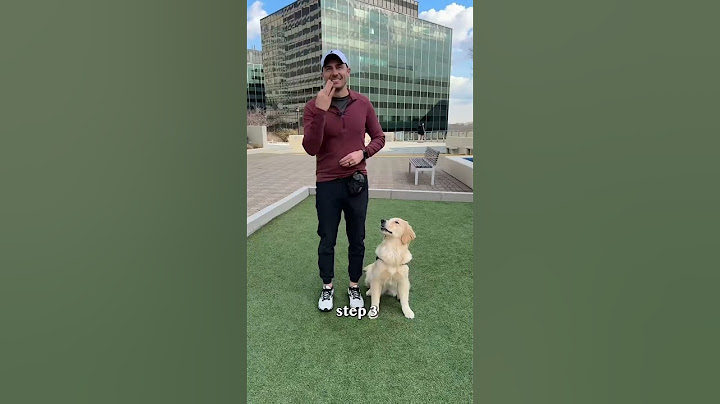 Trick training to build a bond with your dog!