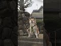 思い通りにならないと座り込む秋田犬　【秋田犬ゆう太】#shorts