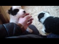 Yakutian Laika puppies, Welpen Jakutischer Laika - YouTube