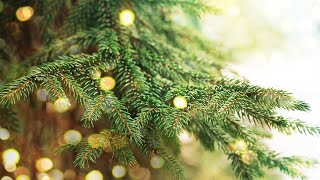 How to Care for a Real Christmas Tree