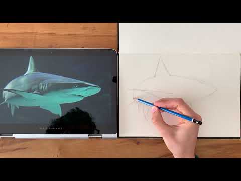 Learn to draw a realistic shark! - YouTube