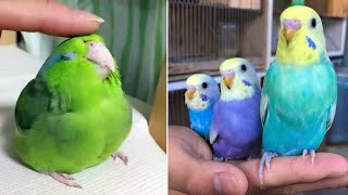 Baby Animals 🔴 Funny Parrots and Cute Birds Compilation (2022) Loros Adorables Recopilación #3
