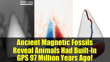 Ancient Magnetic Fossils Reveal Animals Had Built-In GPS 97 Million Years Ago!