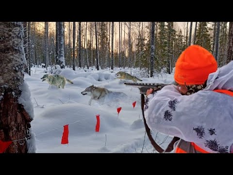 УБРАЛИ ВСЮ СТАЮ! Охота на Волка с флажками. wolf hunting.