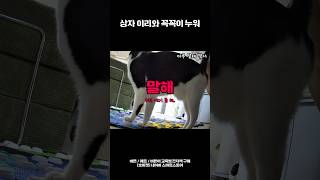 호마냥 대표 영상 썸네일