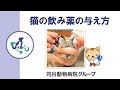 【獣医師監修】猫の飲み薬の与え方