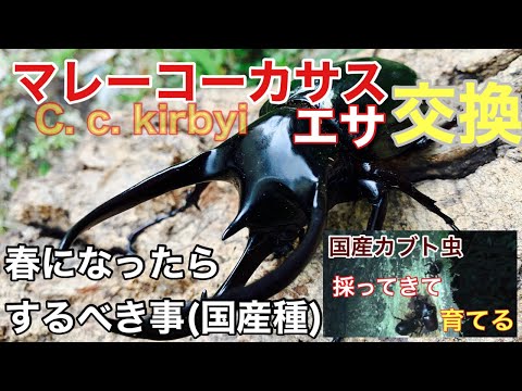 Malaysian Caucasus beetle, changing food & Japanese rhinoceros