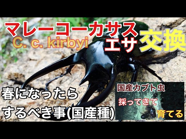 Malaysian Caucasus beetle, changing food & Japanese rhinoceros