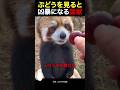 ぶどうを見ると凶暴になる猛獣