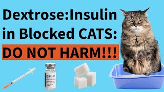 Dextrose and insulin ratio in blocked cats with hyperkalemia