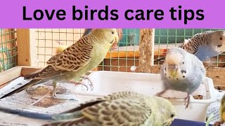 Love Birds healthy Care Tips / Love Birds Summer Food Details
