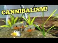 Buying most vicious piranhas for home aquarium