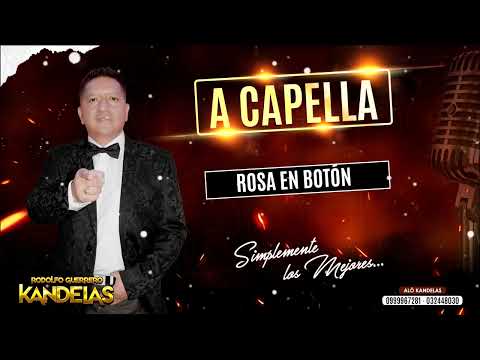 A CAPELLA - ROSA EN BOTÓN - KANDELAS RODOLFO GUERRERO