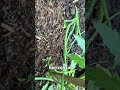 This is free will #gardening #tomatoplants