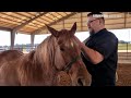Farmweek The Healing Power Of Horses July 10 2025 