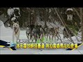 美國狗拉雪橇馬拉松 哈士奇狂奔482公里 民視新聞 美國狗拉雪橇馬拉松 哈士奇狂奔482公里 民視新聞