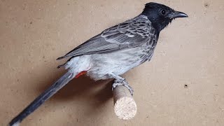 صناعة البلابل في السويد Red vented Bulbul   &  Iraqi Bulbul pycnonotus  කොණ්ඩ කුරුල්ලා