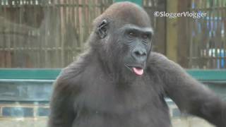 Gorilla Youngster With An Attitude