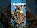 Ce bébé Koala refuse de LÂCHER sa mère ! (WTF) 😱