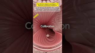 Your Stomach Doesn’t Just Digest — It Measures a $728,000 Intelligence
