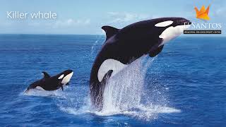 List Of Water Animals