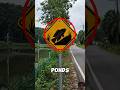 IF YOU SEE THIS FISH SIGN ON THE ROAD SLOW DOWN IMMEDIATELY😱#trending #viral #shorts