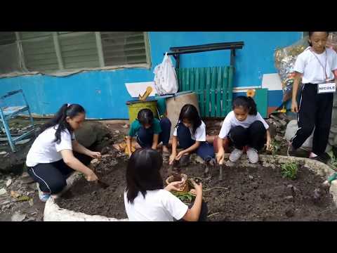 Video: Forsythia intermediate: pagtatanim at pangangalaga (larawan)