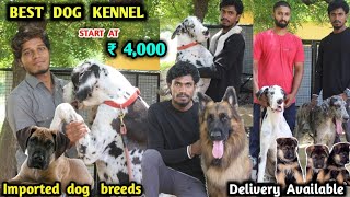 High quality pets | low price dogs | Great dane | german sheperd | RRS kennel