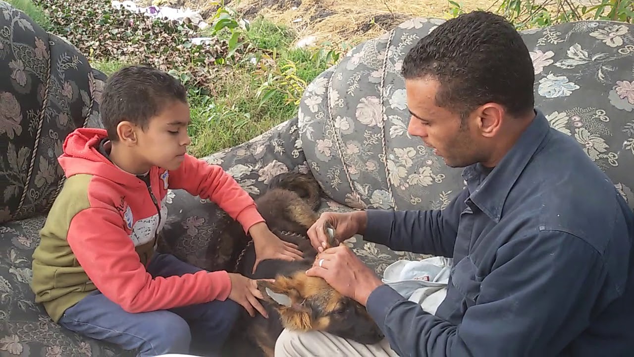 ازاى اعمل دعامه الاذن لكلبى بطريقه بسيطة مع كابتن ابونور 01003035709