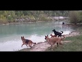 Berger allemand vs malinois