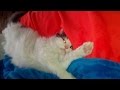 Приколы с котами, очень смешное видео. Кот-муркот в целлофановых сапожках часть 1