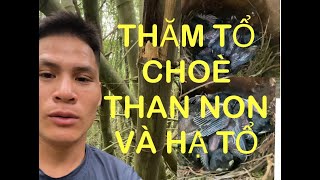 Đi thăm tổ choè non và hạ tổ