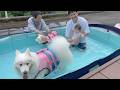 超特大プールのプレゼントに大喜びで遊ぶ０歳児とサモエドと柴犬
