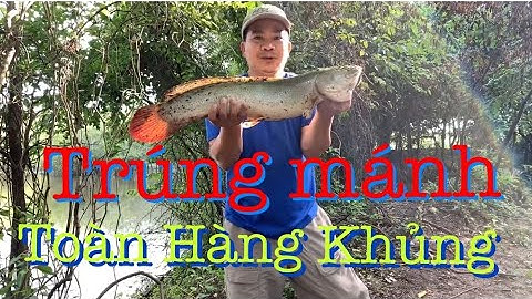 Trúng mánh lớn dính toàn cá lóc khủng | Săn bắt theo mùa usa.