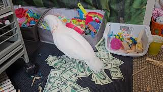 A Cockatoo Counting His Money