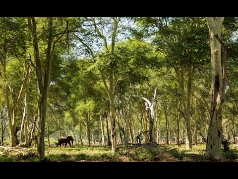 Kirit Ranchaud RETURN Africa - Nature & Neuroscience Wellbeing Webinar hosted by Dr ...