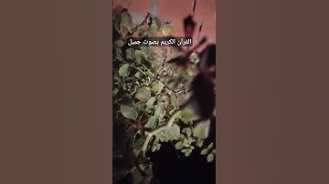 القرآن الكريم بصوت جميل #قرآن #اكسبلور #تيك_توك #اكسبلورر #لايك