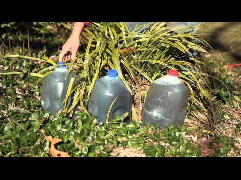 The Uses for Plastic Milk Containers for Gardens : Gardening Tips & Advice