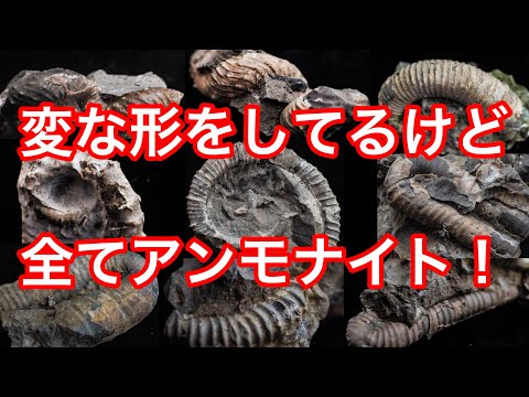 アンモナイト　遺品整理 1582 アンモライト 化石☆ケース付き （希少 パイライト