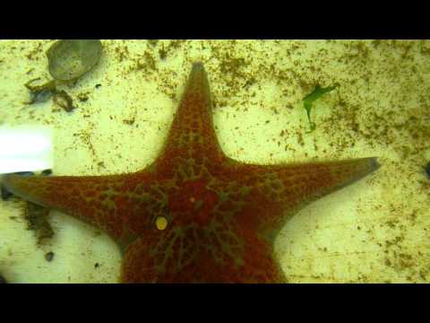 Starfish external anatomy - YouTube