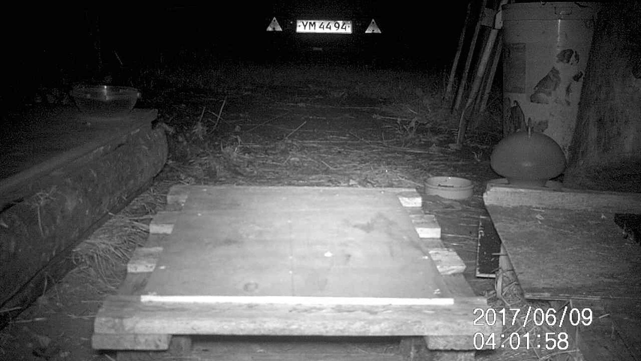 pindsvin i hyllested - pindsvin i haven